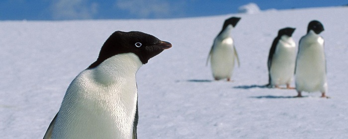 The truth about penguins - PHOTOS